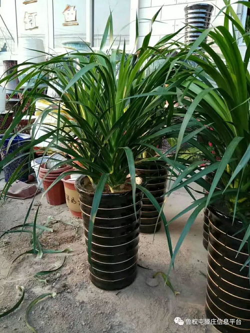 商务送礼新风尚 大气摆件与绿植鲜花的完美选择