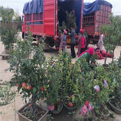 澳洲青苹果树苗批发价格、货源地