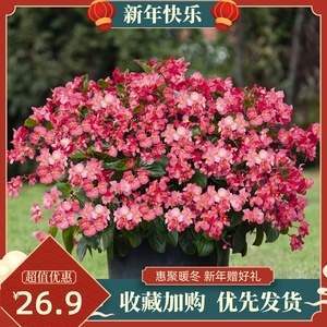 四季海棠苗 承载心意的理想礼品花卉