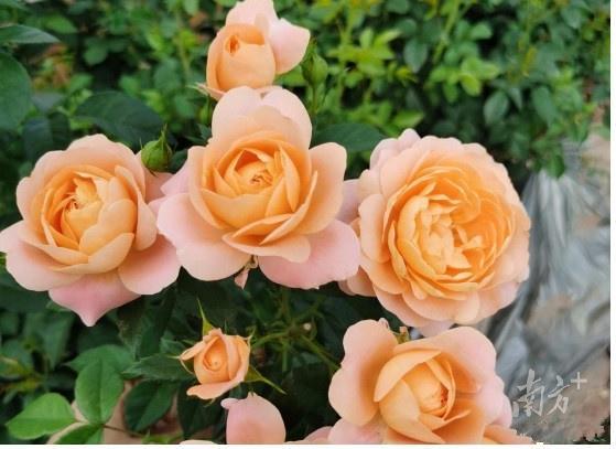 浪漫经济升温 七夕鲜花销售激增，凌晨下单成热潮